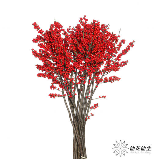 德邦空运包邮冬青 | 天物秋实A级（运输过程中易掉果、压伤,不售后，介意慎拍） 商品图4