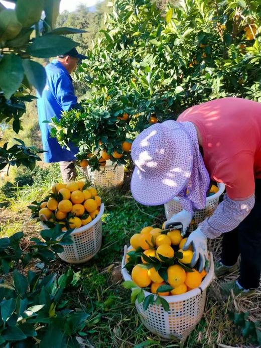 赣南脐橙 商品图2