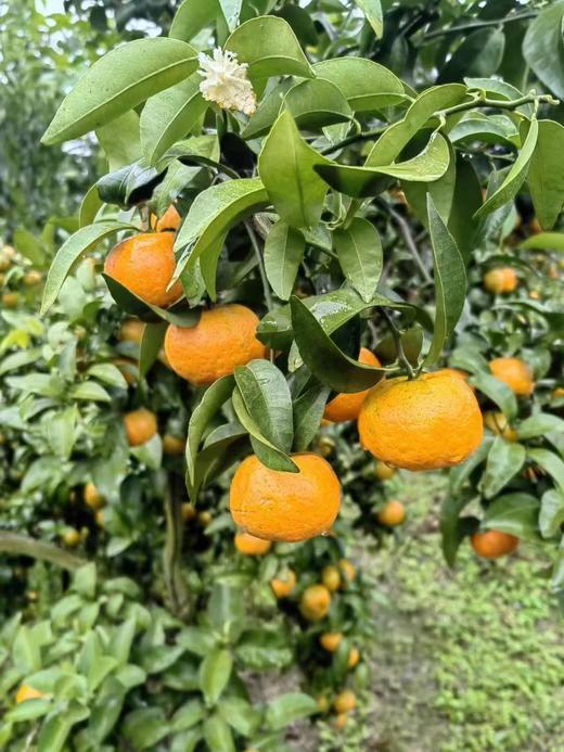 【每天现摘】重庆荣昌碰柑50元10斤包邮（香甜可口） 商品图2