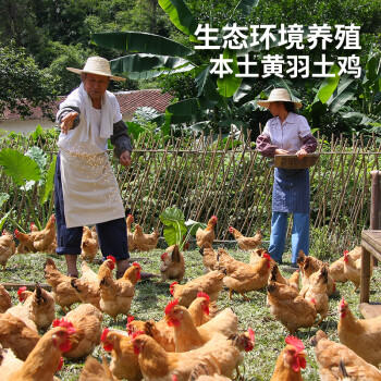 温氏供港农养公鸡 1.6斤 冷冻走地鸡90天农家散养大公鸡 笨鸡中华土鸡 商品图4