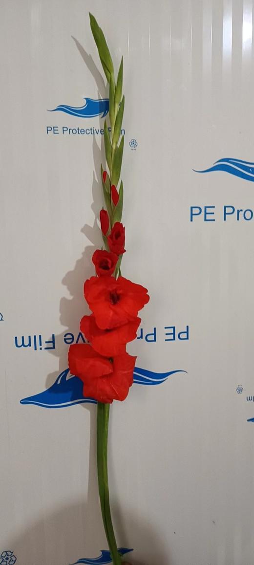 剑兰 | 中国红 商品图0