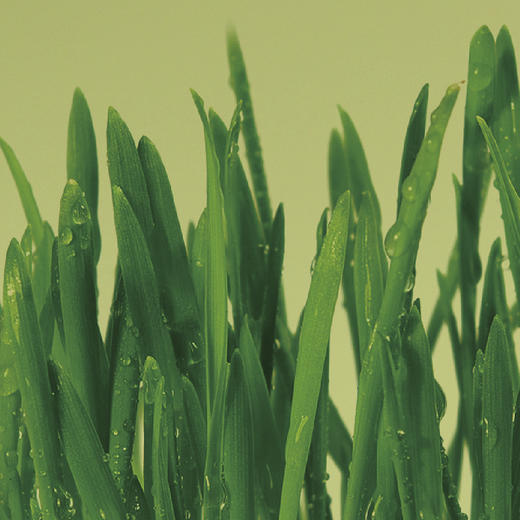 自营-大麦幼青粉90g（3g×30袋） 商品图1