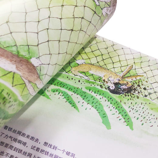 【点读版】米拉·洛贝百年精选图画书：五只兔子（平）（NEW） 商品图4