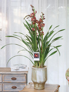 蕙兰（红玛瑙4）