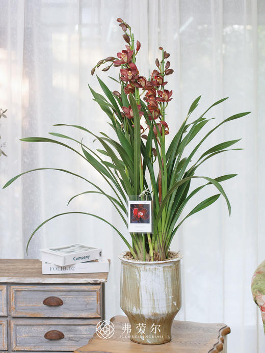 蕙兰（红玛瑙4） 商品图0