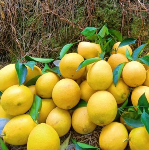 【福建外运】季节限定！木瓜蜜丁橙 4.5~5斤 商品图1