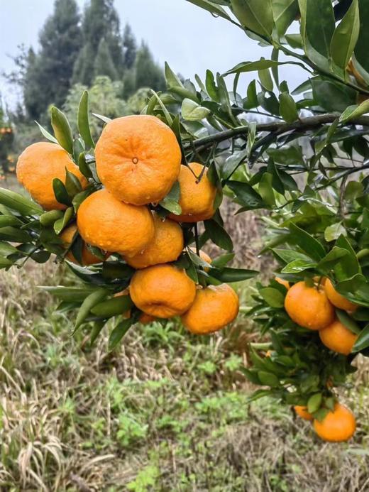 【每天现摘】重庆荣昌碰柑50元10斤包邮（香甜可口） 商品图0