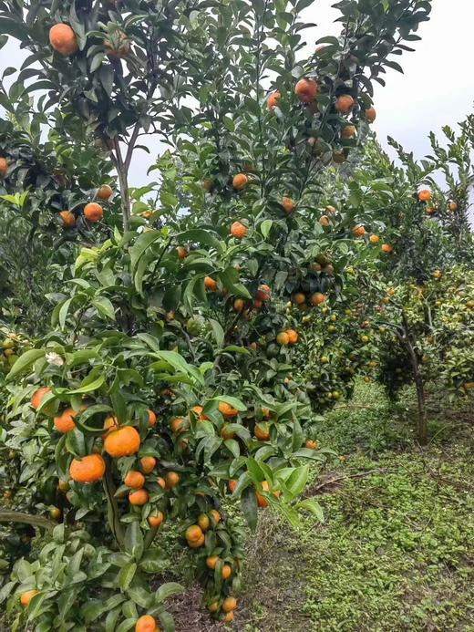 【每天现摘】重庆荣昌碰柑50元10斤包邮（香甜可口） 商品图4