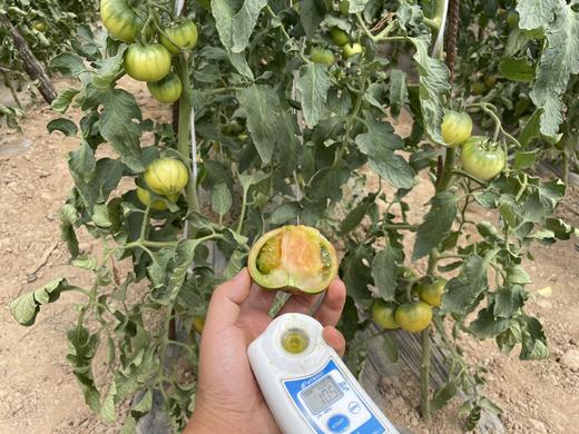 草莓番茄 商品图3