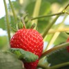 【预售】有机草莓 | 7天左右陆续发货 |  * Organic Strawberry 商品缩略图2