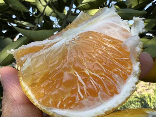 阳光一号橘柚，果肉脆爽、多汁、甘甜、浓甜微酸，槟榔牙也可以接受哦~ 商品图2