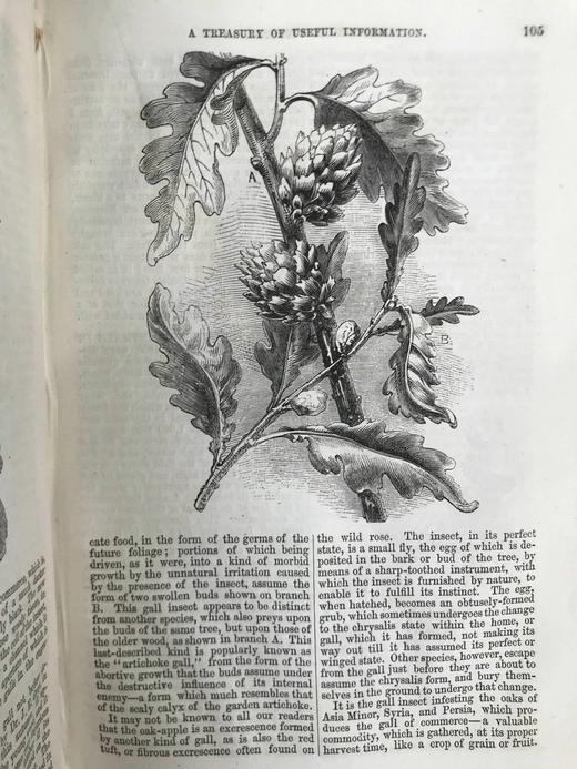 约19世纪后期 家庭百科全书 约百幅精美版画插图 漆布精装32开 商品图5