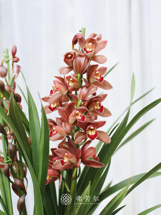 蕙兰（红玛瑙1） 商品图1