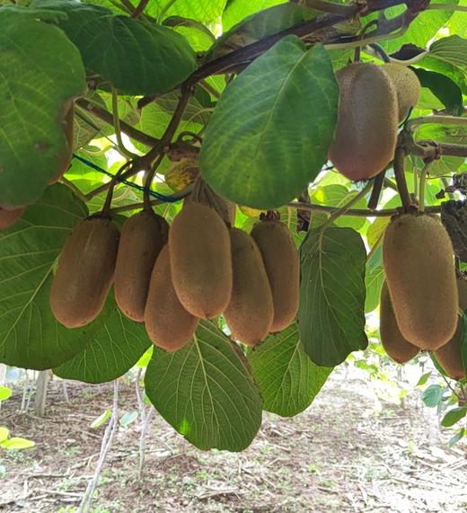 【包邮】陕西金福猕猴桃 微软甜糯 熟透果冻 圆柱形个大 猕猴桃家族新宠 商品图4