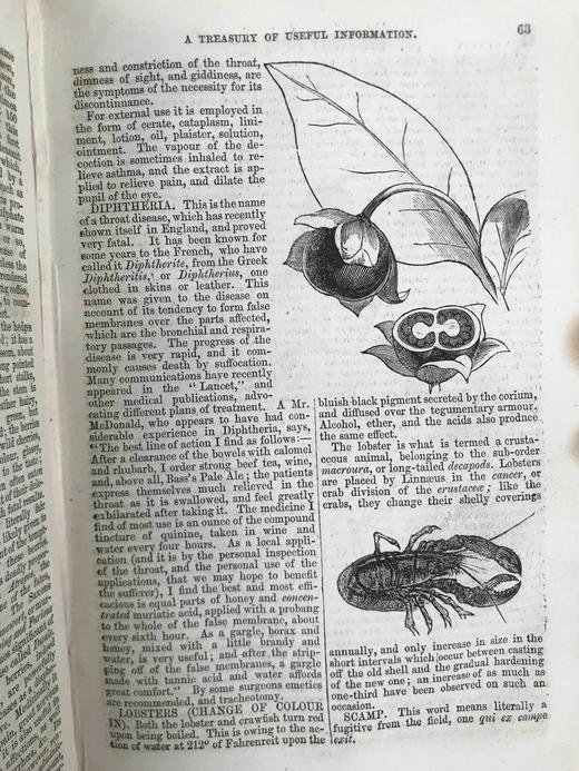 约19世纪后期 家庭百科全书 约百幅精美版画插图 漆布精装32开 商品图12