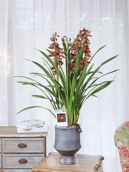 蕙兰（红玛瑙1） 商品图0