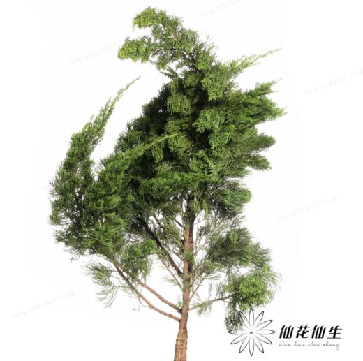 叶材 | 龙柏 商品图0