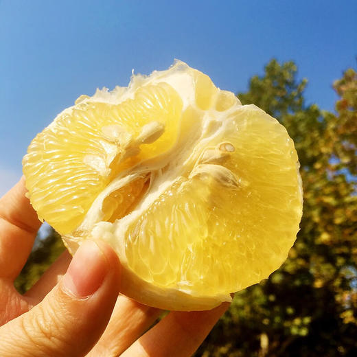 【严选】当季新鲜柚子纯甜爆汁葡萄柚含箱9.5斤/箱 商品图2