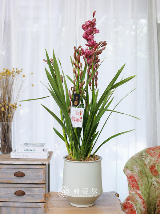 JT蕙兰绣球4 商品图0