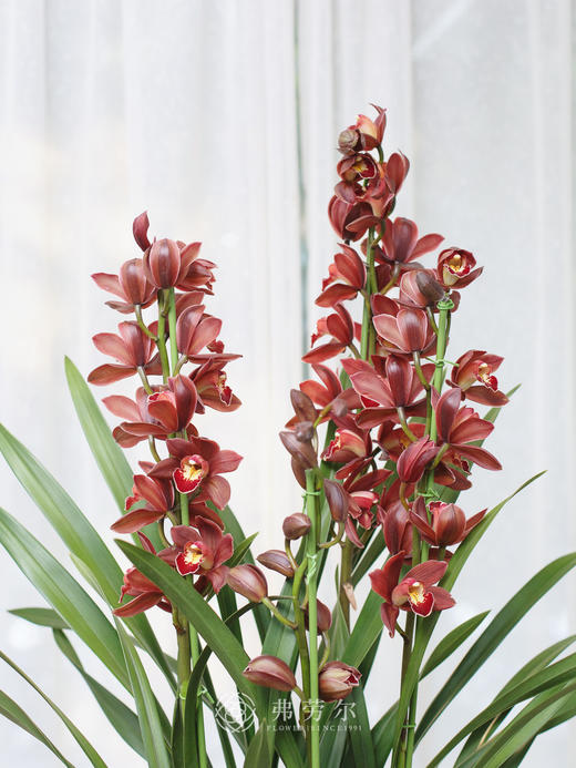 蕙兰（红玛瑙5） 商品图1
