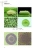 吴孔明 等 编著《草地贪夜蛾的研究》 商品缩略图1