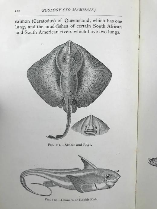 1906年 进化图鉴（卷1） 182幅插图 漆布精装32开 商品图12