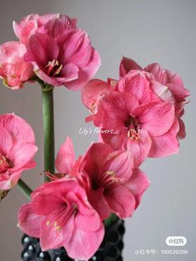 国产朱顶红 | 摩登女郎