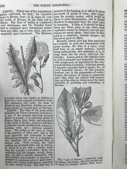 约19世纪后期 家庭百科全书 约百幅精美版画插图 漆布精装32开 商品图7