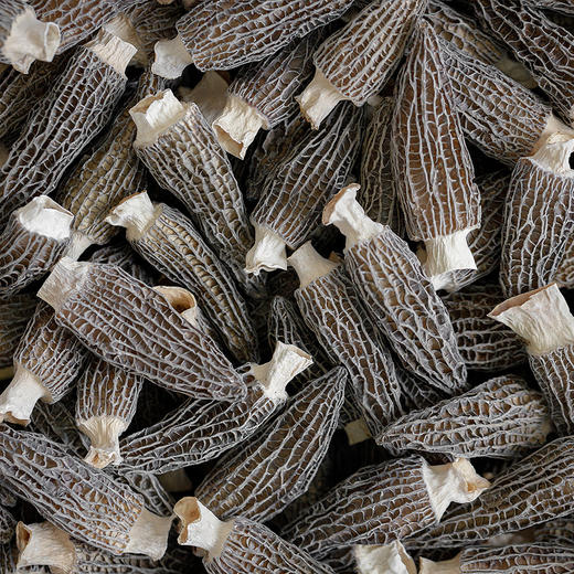 正宗野生羊肚菌干货野生500g 来自甘孜藏区原始森林  冬季煲汤必搭配料 商品图1