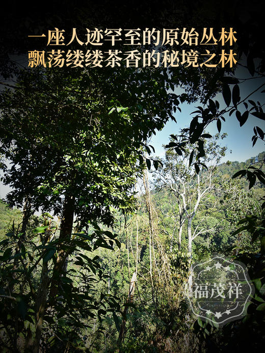 【中华界】以茶之名传承历史文化 体现茶无国界的融合之美 选自勐海野放古树茶饼茶357g 商品图3