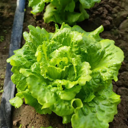 有机农场蔬菜大礼盒9斤 新鲜采摘可混搭顺丰包邮 商品图5