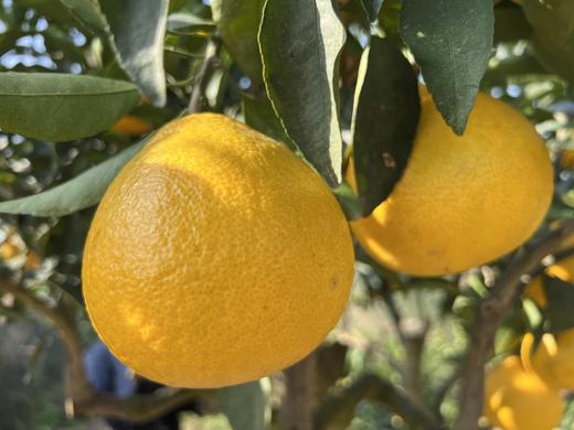 阳光一号橘柚，果肉脆爽、多汁、甘甜、浓甜微酸，槟榔牙也可以接受哦~ 商品图0