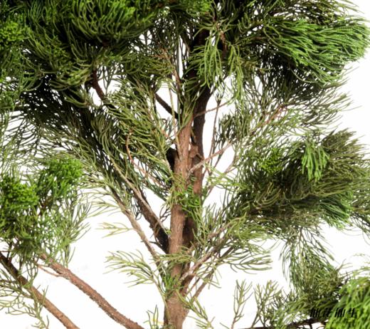 叶材 | 龙柏 商品图1