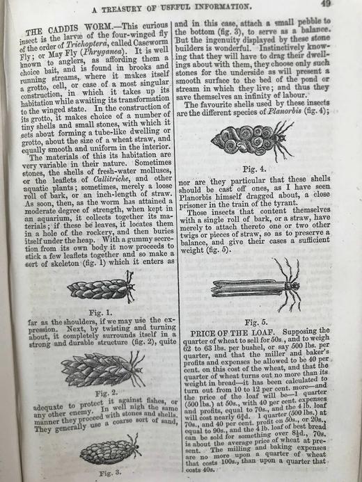 约19世纪后期 家庭百科全书 约百幅精美版画插图 漆布精装32开 商品图14
