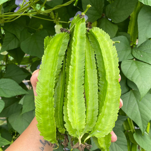海南新鲜四角豆鲜嫩新鲜蔬菜四棱豆龙角豆现摘 2斤  3斤装 商品图0
