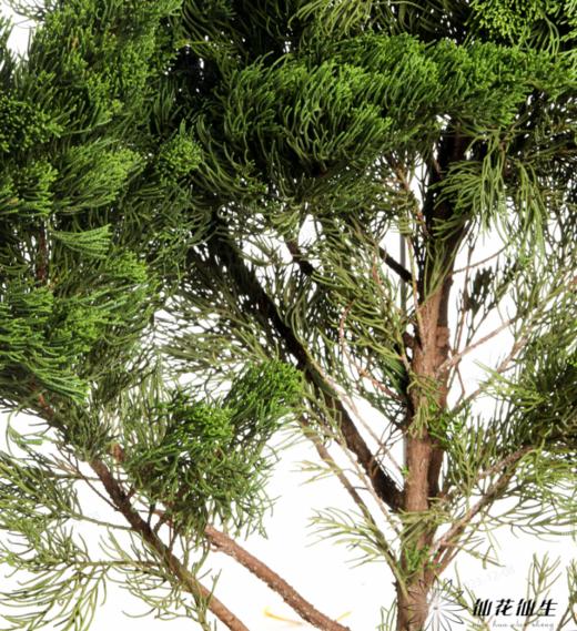 叶材 | 龙柏 商品图3