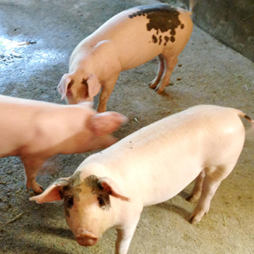 【3份包邮】安心猪皮   粮食喂养  急冻锁鲜  满口肉香  胶原蛋白  安心猪肉   猪皮  1斤 商品图11