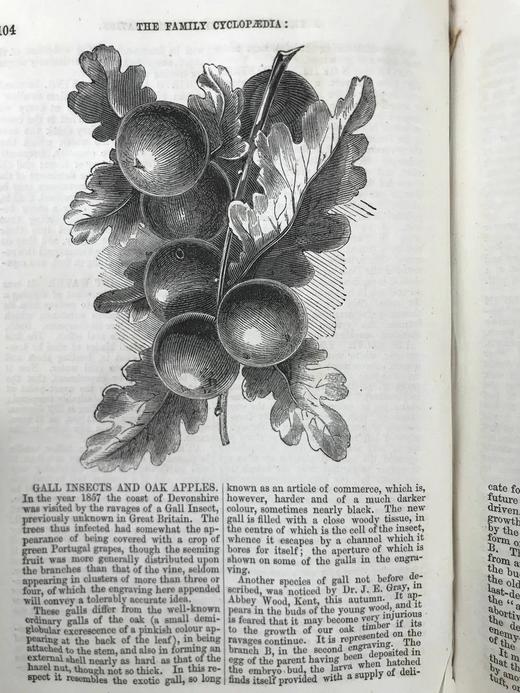 约19世纪后期 家庭百科全书 约百幅精美版画插图 漆布精装32开 商品图6