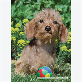 Ravensburger拼图可爱的达克斯狗500片RAVC145652