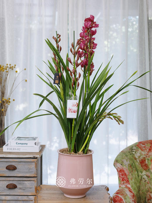 JT蕙兰绣球6 商品图0