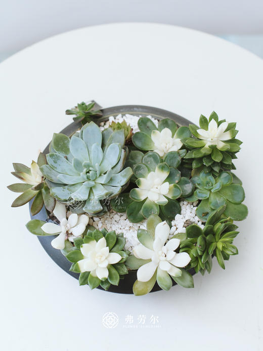 黑圆盘多肉盆栽 商品图1
