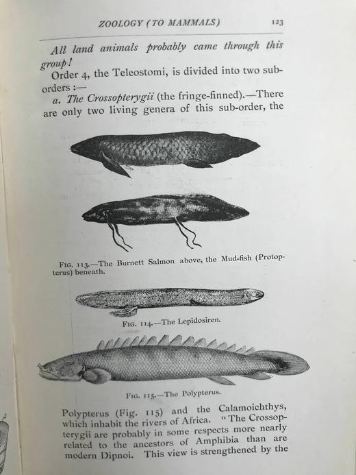 1906年 进化图鉴（卷1） 182幅插图 漆布精装32开 商品图11