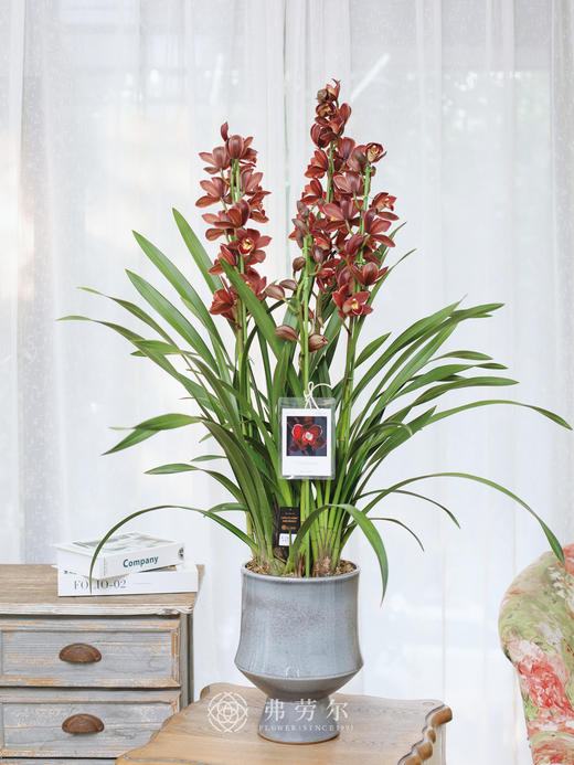 蕙兰（红玛瑙5） 商品图0