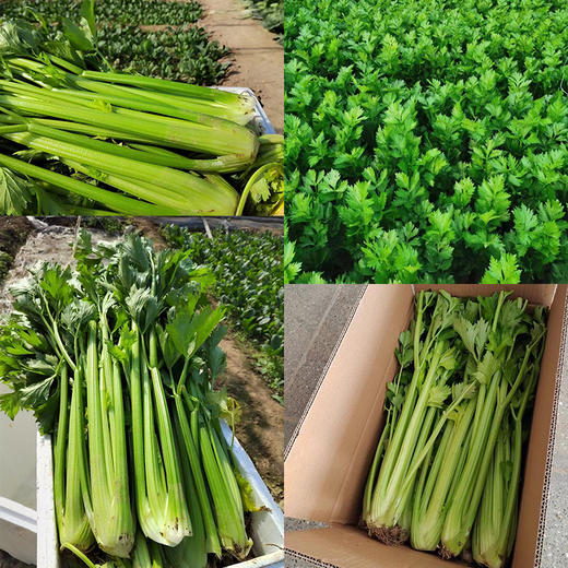 有机农场蔬菜大礼盒9斤 新鲜采摘可混搭顺丰包邮 商品图4