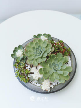 黑圆盘多肉盆栽