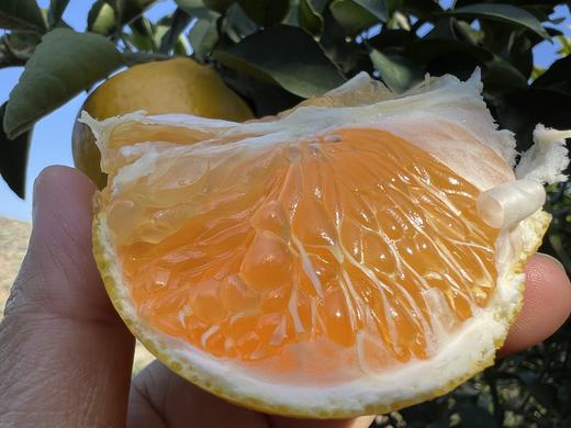 阳光一号橘柚，果肉脆爽、多汁、甘甜、浓甜微酸，槟榔牙也可以接受哦~ 商品图1