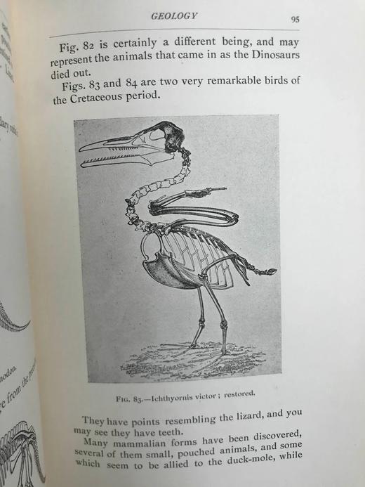 1906年 进化图鉴（卷1） 182幅插图 漆布精装32开 商品图14