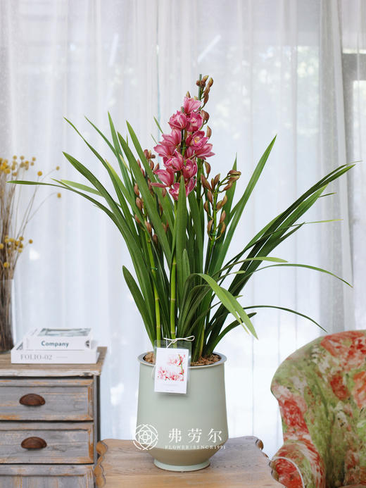 JT蕙兰绣球1 商品图0