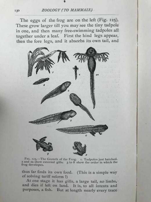 1906年 进化图鉴（卷1） 182幅插图 漆布精装32开 商品图8