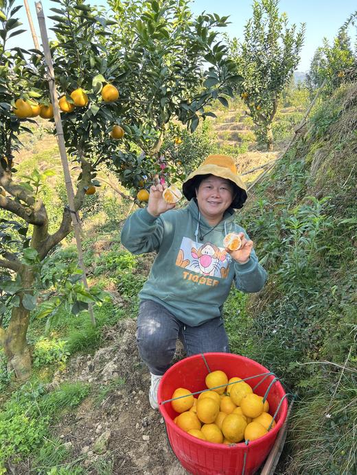 阳光一号橘柚，果肉脆爽、多汁、甘甜、浓甜微酸，槟榔牙也可以接受哦~ 商品图3